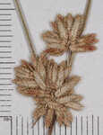 Bentawn flatsedge